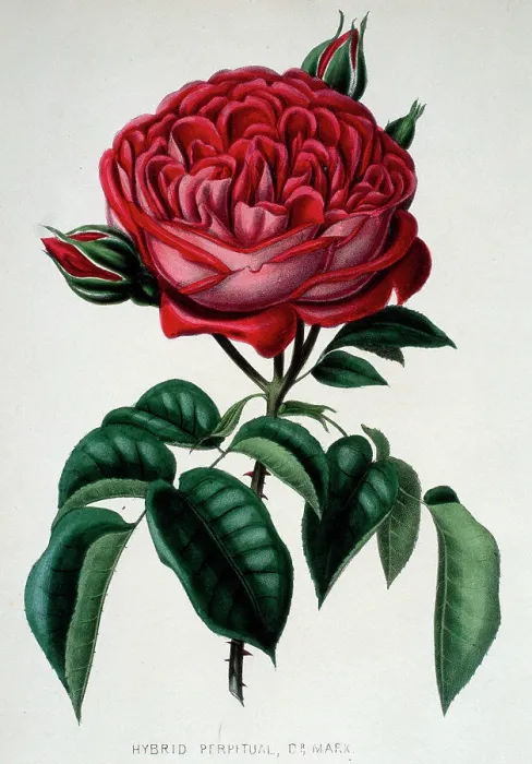 Framed Print : Hybrid Perpetual, Dr. Marx from Beauties of the Rose 1850 Henry Curtis (19th C. / British) Newberry Library, Chicago Framed Print : Hybrid Perpetual, Dr. Marx from Beauties of the Rose 1850 Henry Curtis (19th C. / British) Newberry Library, Chicago