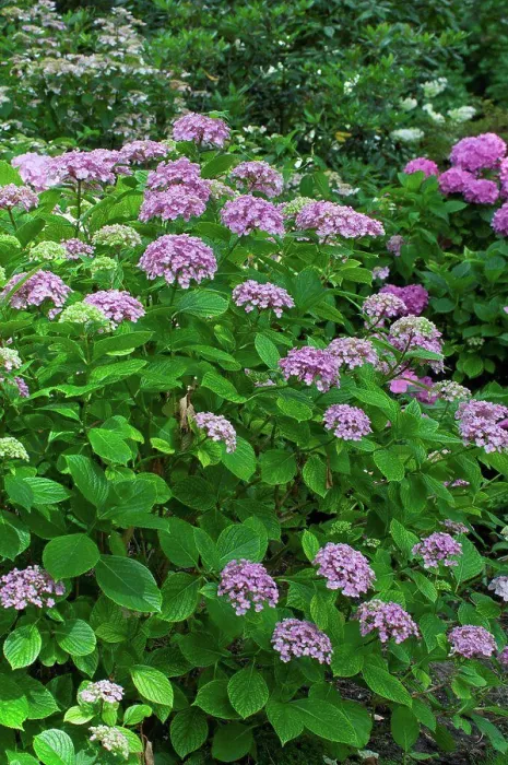 Framed Print : Hydrangea Ayesha in bloom in a garden Framed Print : Hydrangea Ayesha in bloom in a garden