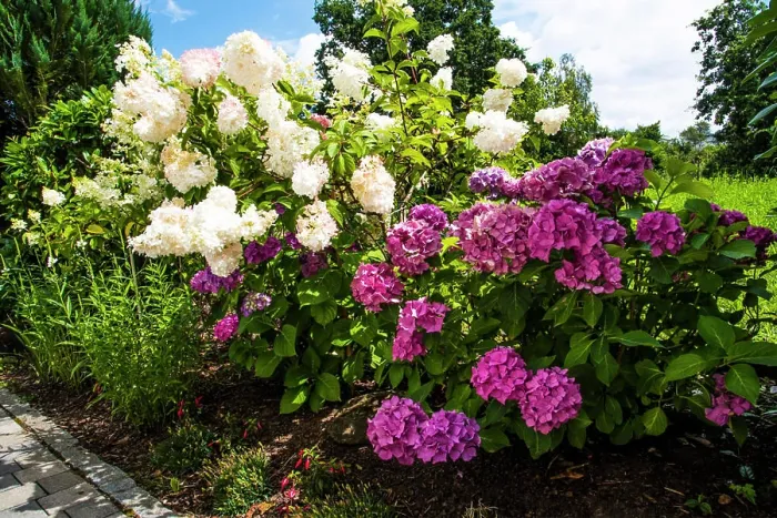Framed Print : Hydrangea flowers, in a garden in Bavaria, Germany Framed Print : Hydrangea flowers, in a garden in Bavaria, Germany