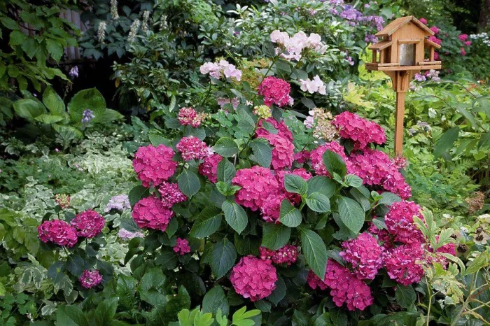 Framed Print : Hydrangea Ticino in bloom in a garden Framed Print : Hydrangea Ticino in bloom in a garden