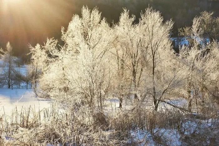 Framed Print : Ice covered trees on winter morning in Braintree, Vermont, USA Framed Print : Ice covered trees on winter morning in Braintree, Vermont, USA