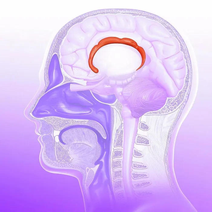 Framed Print : Illustration of the cingulate gyrus of the human brain