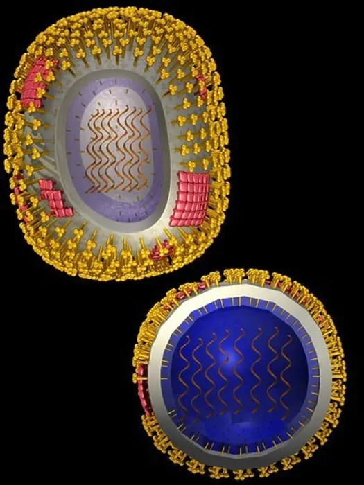 Framed Print : Illustration of the structure of a typical human virus