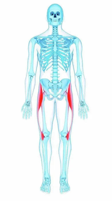 Framed Print : Illustration of the tensor fascia lata muscles Framed Print : Illustration of the tensor fascia lata muscles