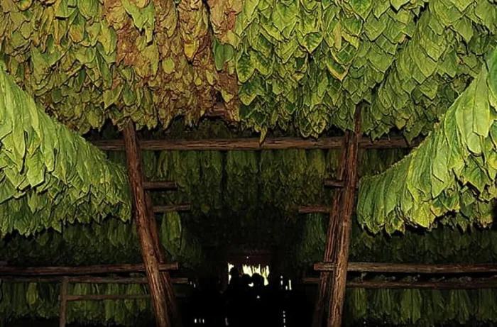 Framed Print : Im Trockenschuppen aufgehaengte Tabakblaetter. tabacco leaves driyng in Vinales