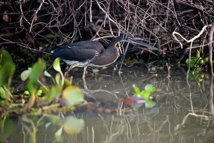 Framed Print : Immature Chestnut-Bellied heron (Agamia agami) stalking the margins of the Pixiam River