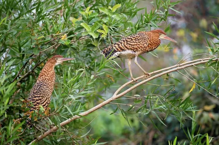 Framed Print : Immature Rufescent tiger heron (Tigrisoma lineatum) in vegetation on the banks of the Piquiri River Framed Print : Immature Rufescent tiger heron (Tigrisoma lineatum) in vegetation on the banks of the Piquiri River
