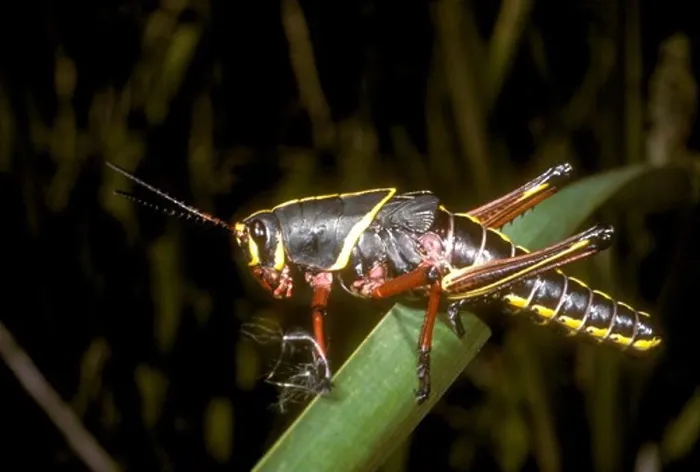 Framed Print : Immature Southeastern Lubber Grasshopper, Loxahatchee WR, Florida (Romalea microptera) Framed Print : Immature Southeastern Lubber Grasshopper, Loxahatchee WR, Florida (Romalea microptera)