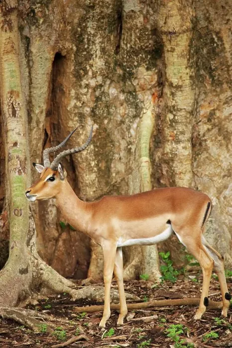 Framed Print : Impala Aepyceros malampus} beneath a Sycamore Fig (Ficus sycomorus) Framed Print : Impala Aepyceros malampus} beneath a Sycamore Fig (Ficus sycomorus)