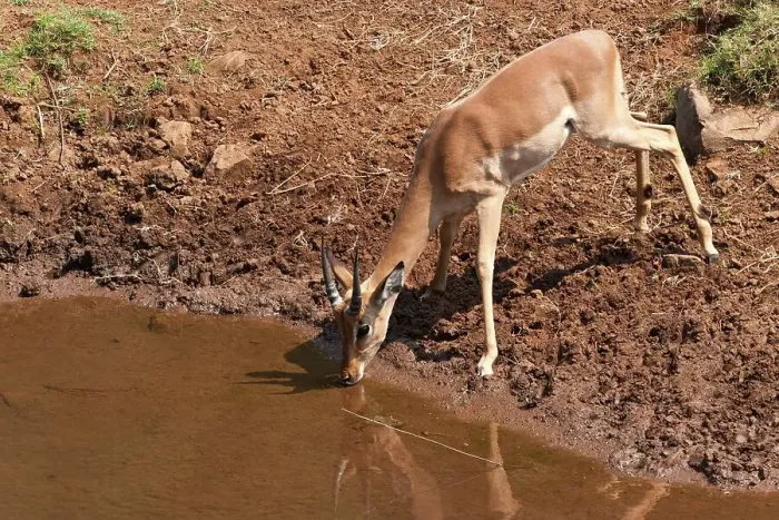 Framed Print : Impala Aepyceros malampus} drinking in the Luvuvhu River at Pafuri Framed Print : Impala Aepyceros malampus} drinking in the Luvuvhu River at Pafuri
