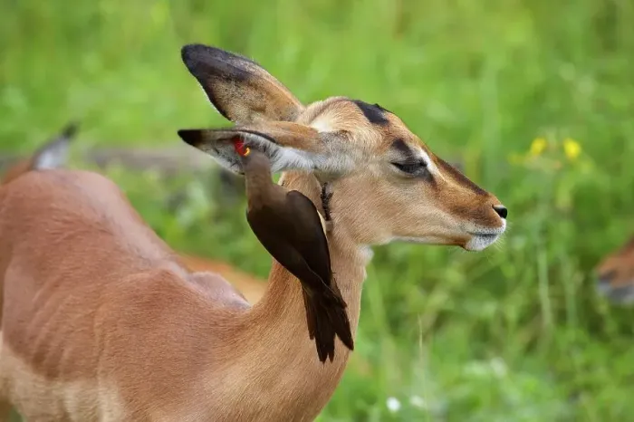 Framed Print : Impala Aepyceros malampus} juvenile with Redbilled Oxpecker (Buphagus erythrorhynchus) Framed Print : Impala Aepyceros malampus} juvenile with Redbilled Oxpecker (Buphagus erythrorhynchus)