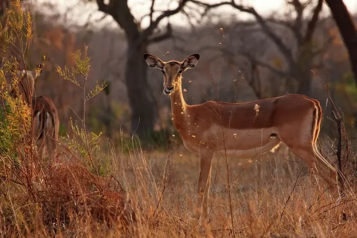Framed Print : Impala Aepyceros malampus}. Kruger National Park