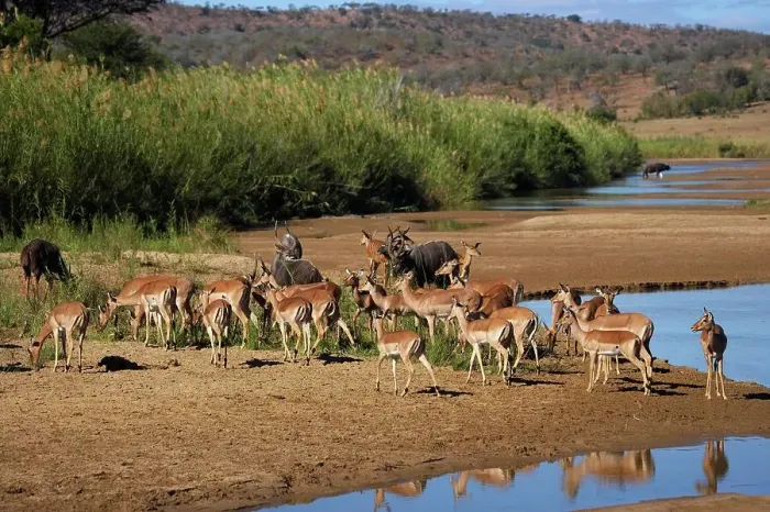 Framed Print : Impala Aepyceros malampus} and Nyala (Tragelaphus angazii) herds Framed Print : Impala Aepyceros malampus} and Nyala (Tragelaphus angazii) herds