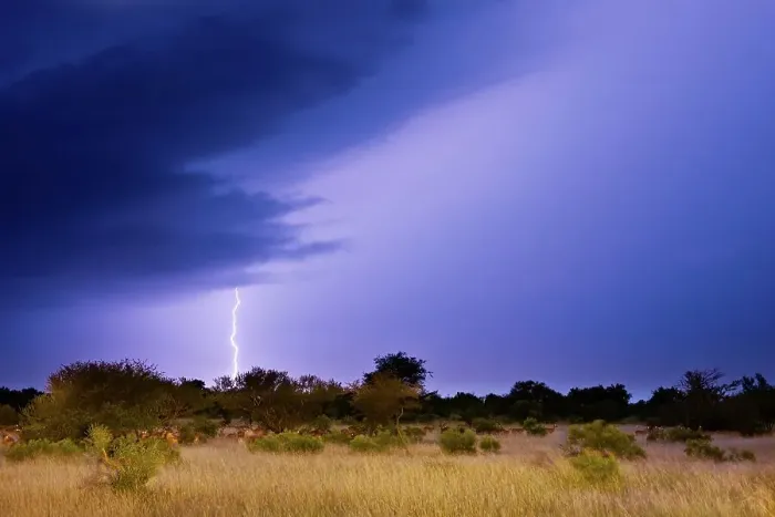 Framed Print : Impala (Aepyceros melampus) herd in veld with a lightning strike during a thunder storm Framed Print : Impala (Aepyceros melampus) herd in veld with a lightning strike during a thunder storm