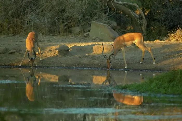 Framed Print : Impala (Aepyceros melampus melampus) drinking at waterhole Framed Print : Impala (Aepyceros melampus melampus) drinking at waterhole