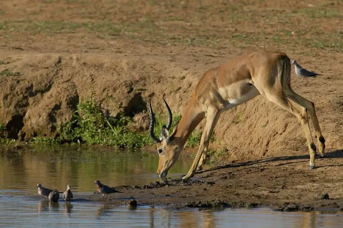Framed Print : Impala (Aepyceros melampus melampus) drinking at waterhole Framed Print : Impala (Aepyceros melampus melampus) drinking at waterhole