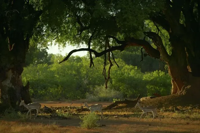 Framed Print : Impala (Aepyceros melampus melampus) herd beneath a Nyala Tree or Mashatu tree (Xanthocercis zambeziaca)