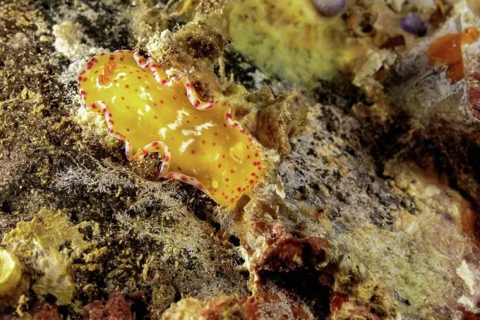 Framed Print : At only one inch long this juvenile Spanish dancer nudibranch (Hexabranchus pulchellus) Framed Print : At only one inch long this juvenile Spanish dancer nudibranch (Hexabranchus pulchellus)