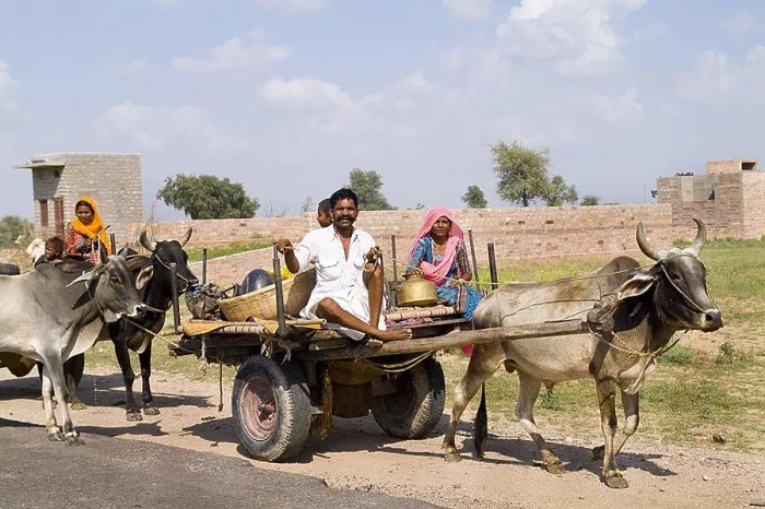 Framed Print : India, Rajasthan, Jodhpur, Great Indian Thar Desert, Gypsy family going by cow driven cart to look for land Framed Print : India, Rajasthan, Jodhpur, Great Indian Thar Desert, Gypsy family going by cow driven cart to look for land