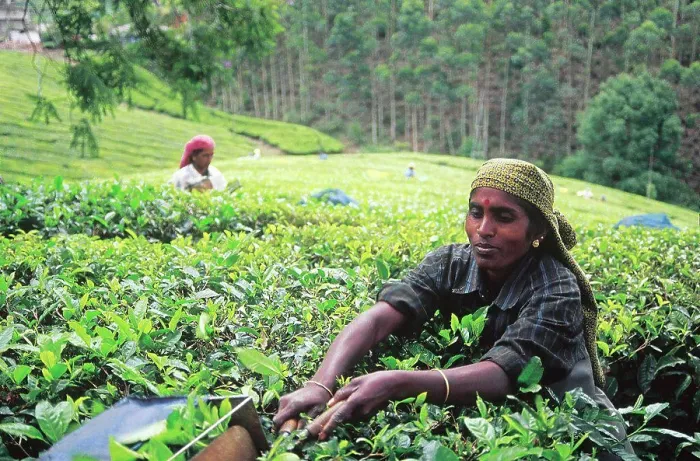 Framed Print : India, West Bengal, Darjeeling. Tea Garden Workers Framed Print : India, West Bengal, Darjeeling. Tea Garden Workers