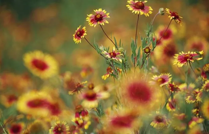 Framed Print : Indian Blanket Flowers, close-up Framed Print : Indian Blanket Flowers, close-up