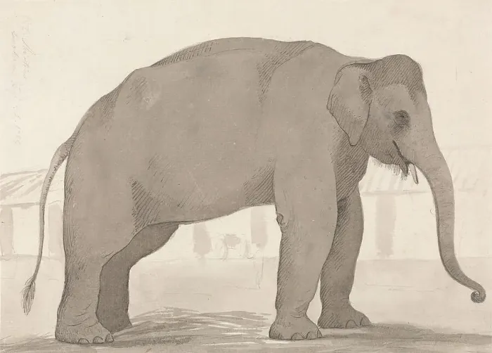 Framed Print : Indian Elephant Lucknow September 1 1789 William Daniell Framed Print : Indian Elephant Lucknow September 1 1789 William Daniell