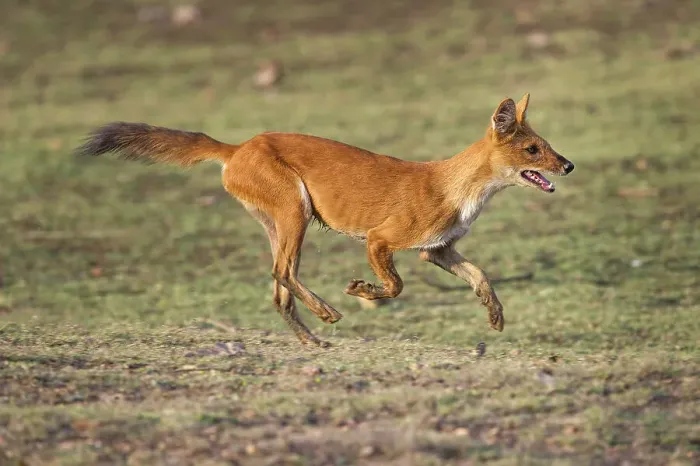 Framed Print : Indian Wild Dog or Dhole (Cuon alpinus) running - cashing Spotted Deer or Chital Framed Print : Indian Wild Dog or Dhole (Cuon alpinus) running - cashing Spotted Deer or Chital