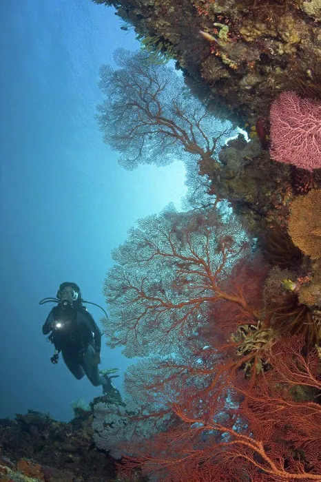 Framed Print : Indonesia, Gorgonian coral dominates this reef scene with a diver Framed Print : Indonesia, Gorgonian coral dominates this reef scene with a diver