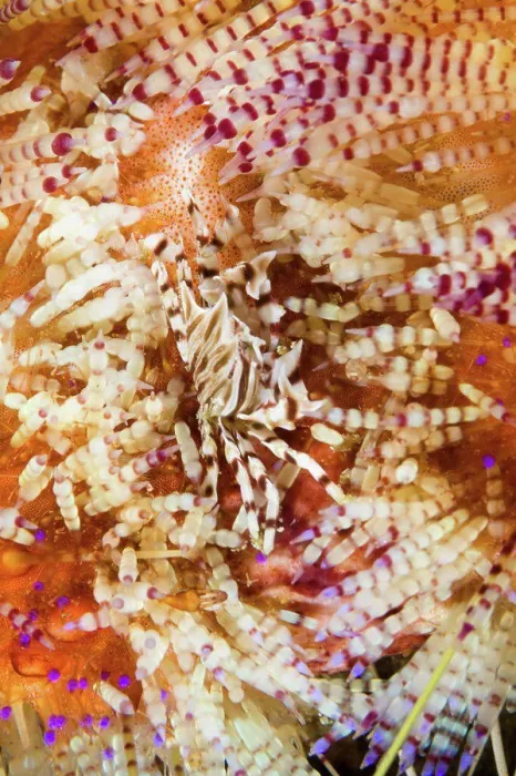 Framed Print : Indonesia, Komodo, Zebra crab (Zebrida adamsii ) in Fire urchin (Astropyga radiata) Framed Print : Indonesia, Komodo, Zebra crab (Zebrida adamsii ) in Fire urchin (Astropyga radiata)