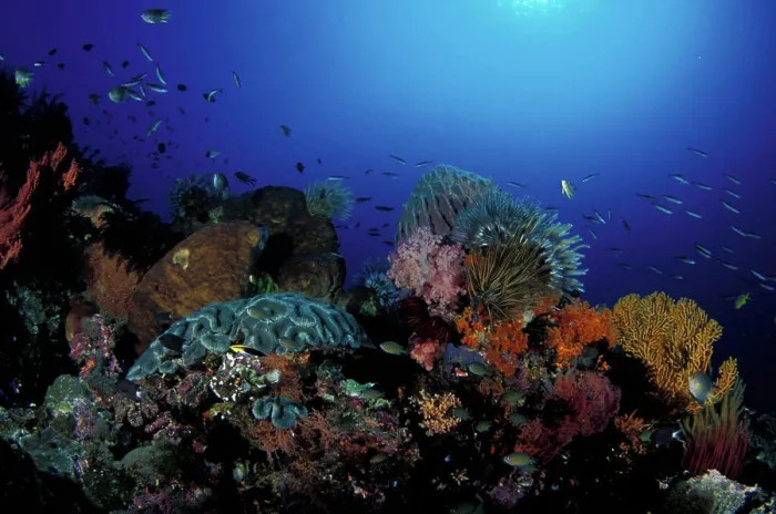 Framed Print : Indonesia, Papua (formerly Irian), Misool, coral reefs Framed Print : Indonesia, Papua (formerly Irian), Misool, coral reefs