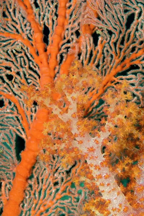 Framed Print : Indonesia, Papua, Raja Ampat. Close-up of orange sea fan under tree coral. (MR) Framed Print : Indonesia, Papua, Raja Ampat. Close-up of orange sea fan under tree coral. (MR)