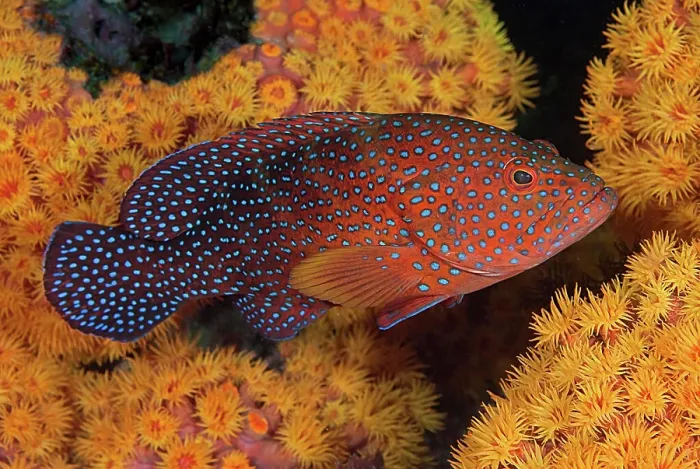 Framed Print : Indonesia, Papua, Raja Ampat. Underwater scenic of coral trout fish and coral