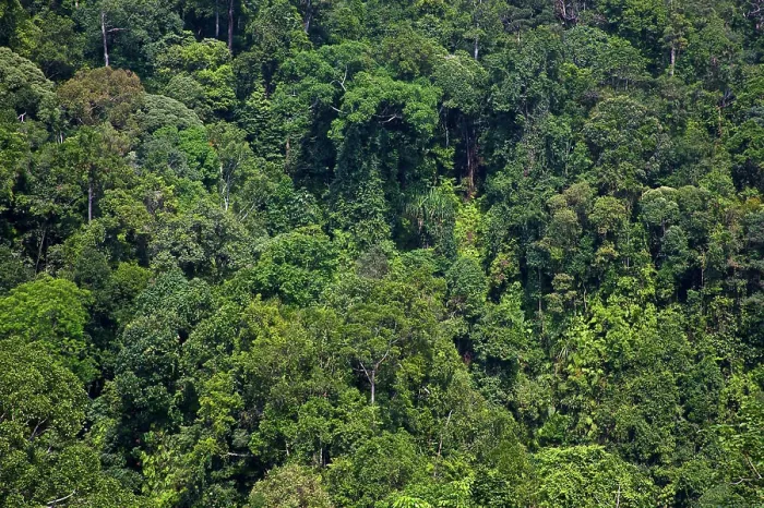 Framed Print : Indonesia, Sumatra, Gunung Leuser National Park, UNESCO World Heritage site, and Biosphere Reserve Framed Print : Indonesia, Sumatra, Gunung Leuser National Park, UNESCO World Heritage site, and Biosphere Reserve