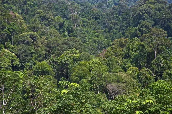 Framed Print : Indonesia, Sumatra, Gunung Leuser National Park, UNESCO World Heritage site, and Biosphere Reserve Framed Print : Indonesia, Sumatra, Gunung Leuser National Park, UNESCO World Heritage site, and Biosphere Reserve