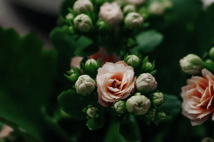 Framed Print : indoor kalanchoe flowers close up Framed Print : indoor kalanchoe flowers close up