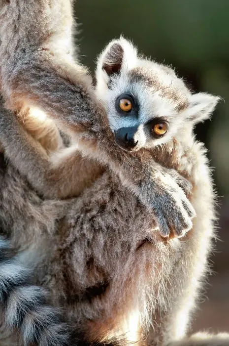 Framed Print : Infant Ring-Tailed lemur (Lemur catta) 6-8 weeks clinging to mother