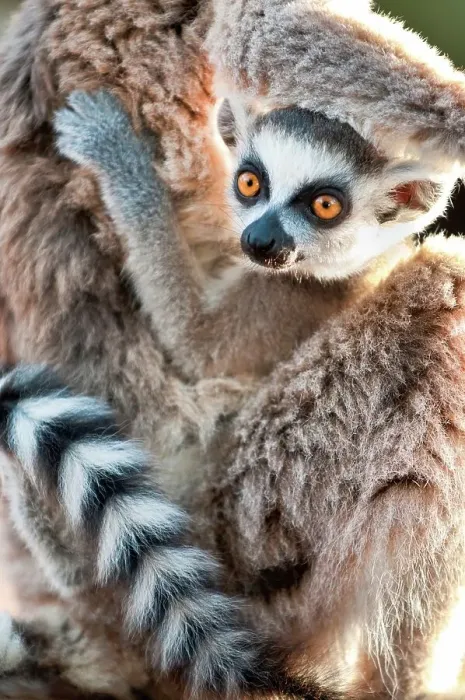 Framed Print : Infant Ring-Tailed lemur (Lemur catta) 6-8 weeks clinging to mother Framed Print : Infant Ring-Tailed lemur (Lemur catta) 6-8 weeks clinging to mother