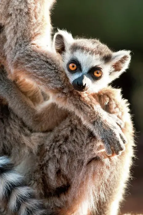 Framed Print : Infant Ring-Tailed lemur (Lemur catta) 6-8 weeks clinging to mother Framed Print : Infant Ring-Tailed lemur (Lemur catta) 6-8 weeks clinging to mother