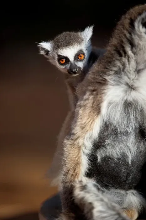 Framed Print : Infant Ring-Tailed lemur (Lemur catta) 6-8 weeks clinging to mother