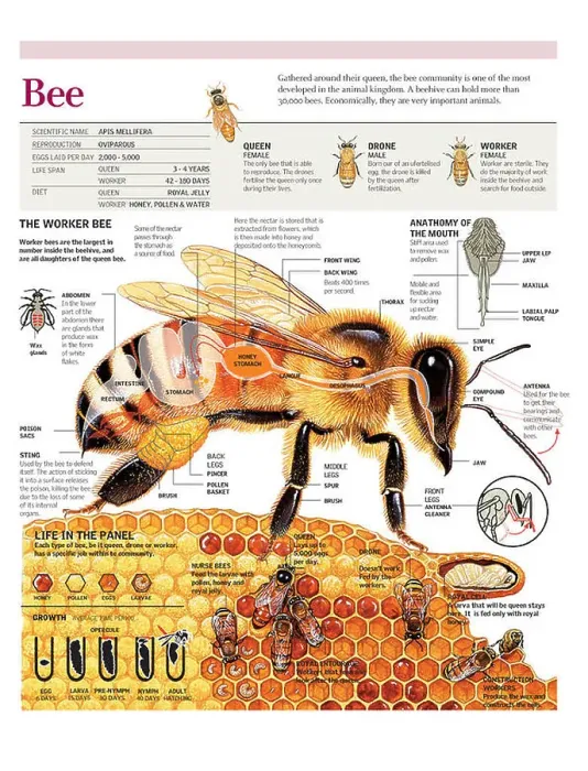 Framed Print : Infographic based on the anatomy and life cycle of a bee and life in the beehive. Adobe Illustrator (.ai); 3818x5000 Framed Print : Infographic based on the anatomy and life cycle of a bee and life in the beehive. Adobe Illustrator (.ai); 3818x5000