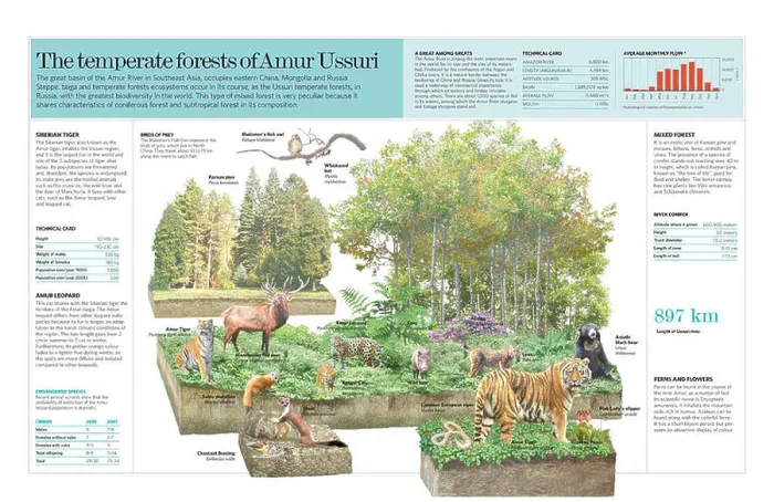 Framed Print : Infographic of the ecosystem of the temperate forest of Amur Ussuri (Russia) Framed Print : Infographic of the ecosystem of the temperate forest of Amur Ussuri (Russia)