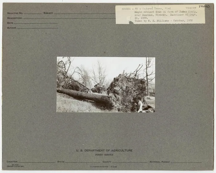 Framed Print : Injured Trees - Vermont. Photographs Relating to National Forests