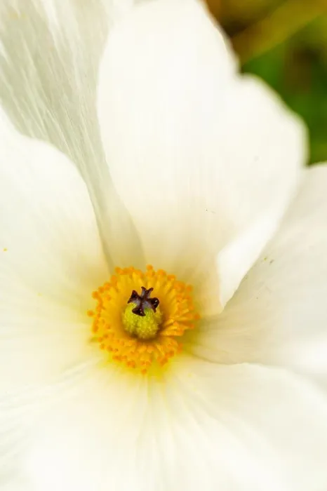 Framed Print : The Inside of a white and yellow wild flower