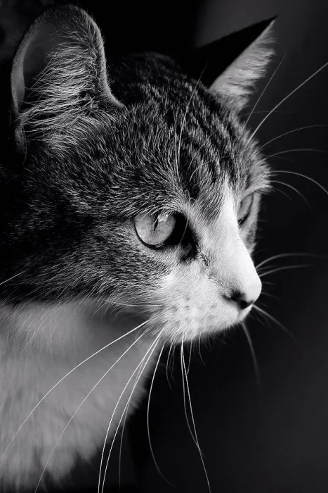 Framed Print : Intensely focused pet cat Framed Print : Intensely focused pet cat