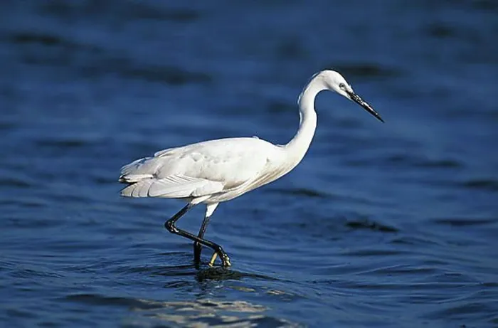 Framed Print : Intermediate Egret (egretta garzetta), Adult standing in Water, Namibia, Africa