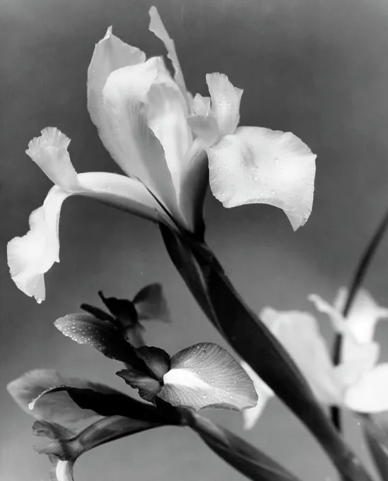 Framed Print : Iris Framed Print : Iris
