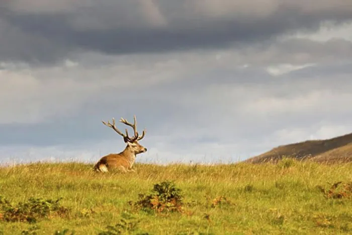 Framed Print : Island of Islay, Scotland; Wild animal resting on a hill Framed Print : Island of Islay, Scotland; Wild animal resting on a hill