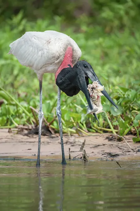 Framed Print : Jabiru Stork (Jabiru mycteria) catching a fish (Pacu) on the edge of the Paraguay River Framed Print : Jabiru Stork (Jabiru mycteria) catching a fish (Pacu) on the edge of the Paraguay River
