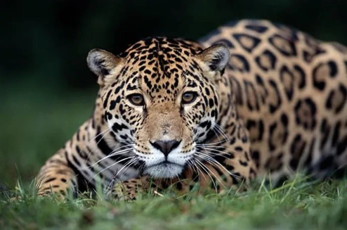 Framed Print : Jaguar