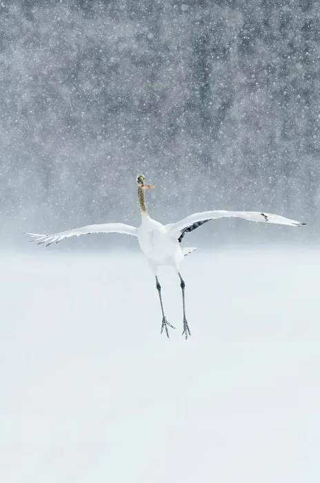 Framed Print : Japan, Hokkaido, Japanese Red-crowned Crane (Grus japonensis) performing courtship dance in heavy snow fall Framed Print : Japan, Hokkaido, Japanese Red-crowned Crane (Grus japonensis) performing courtship dance in heavy snow fall